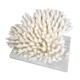 Coral on marble base