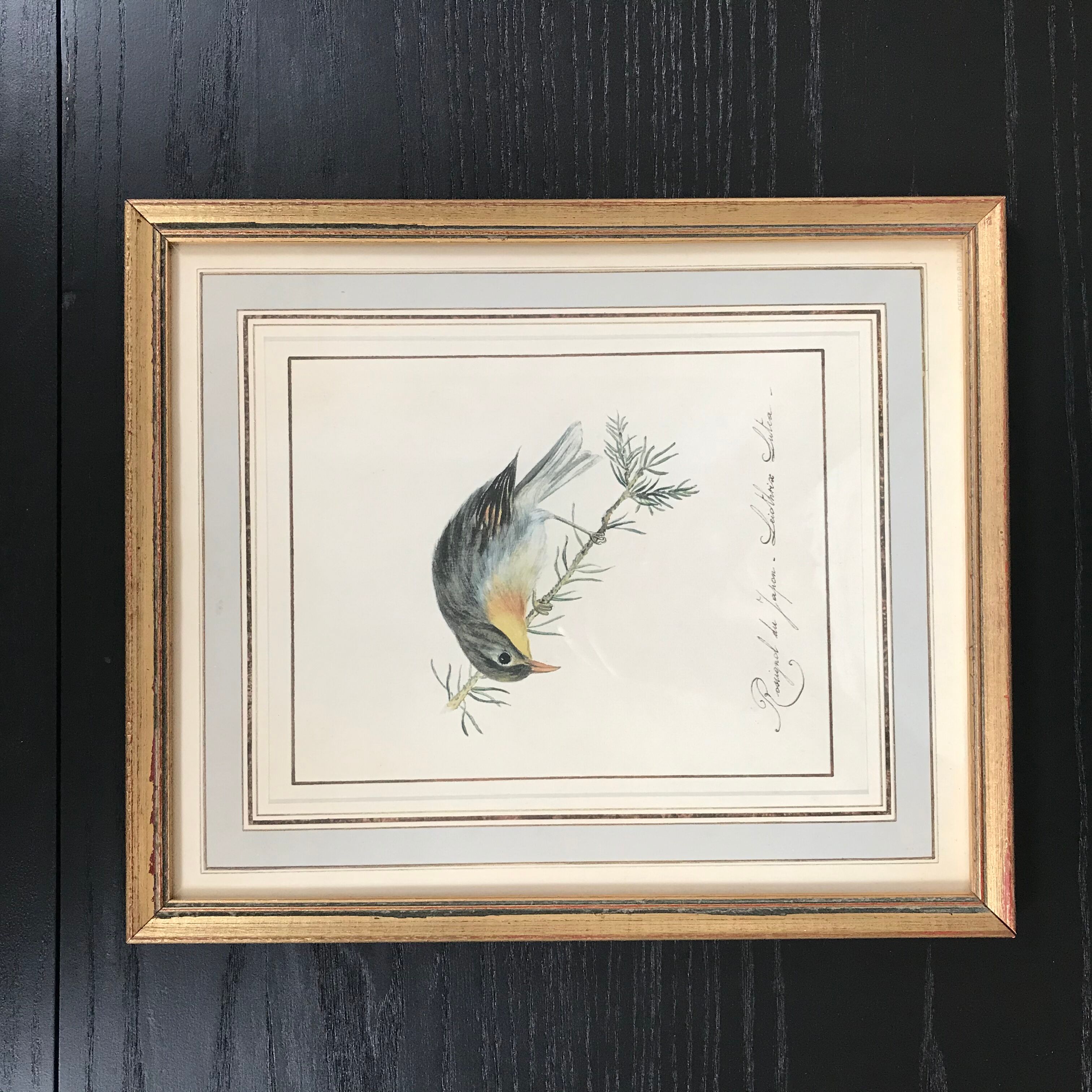 Ornithological nightingale board