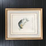 Ornithological nightingale board