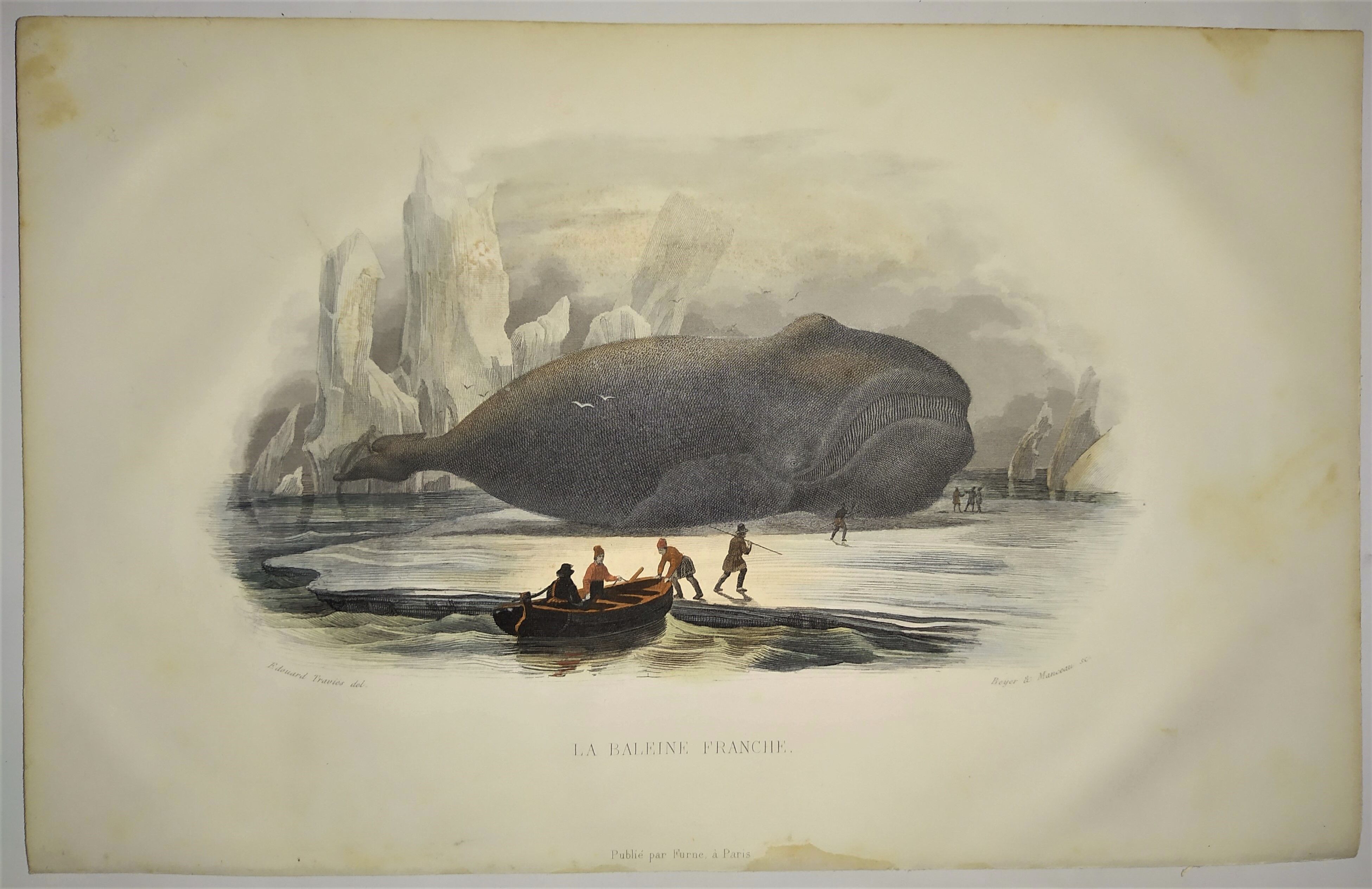 Original zoological plate of 1839 " the right whale "