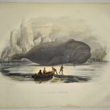 Original zoological plate of 1839 " the right whale "