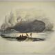 Original zoological plate of 1839 " the right whale "