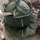 Complete tureen