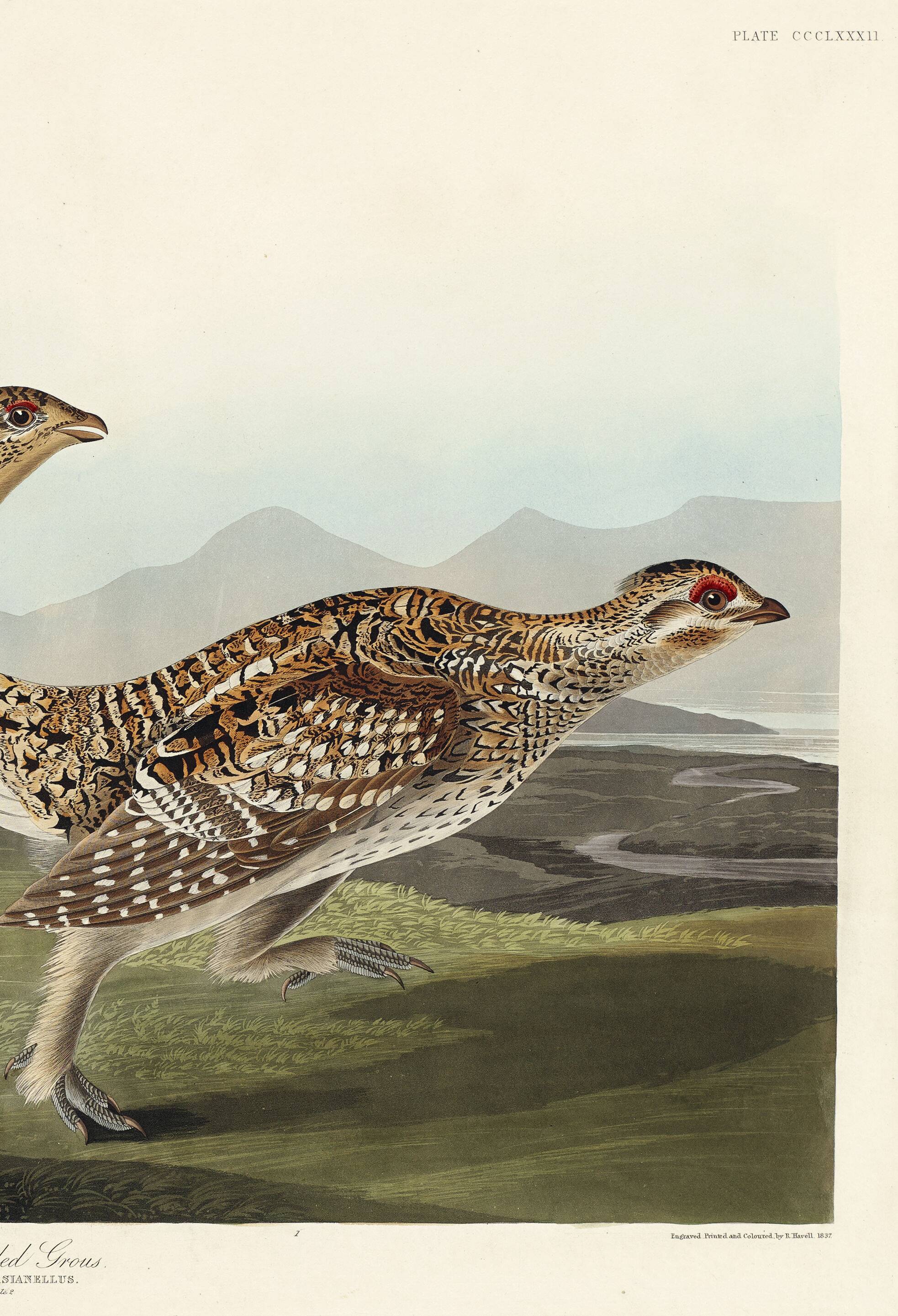 Poster about the Sharp-tailed Grouse, based on an old engraving from 1827.