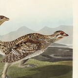 Poster about the Sharp-tailed Grouse, based on an old engraving from 1827.