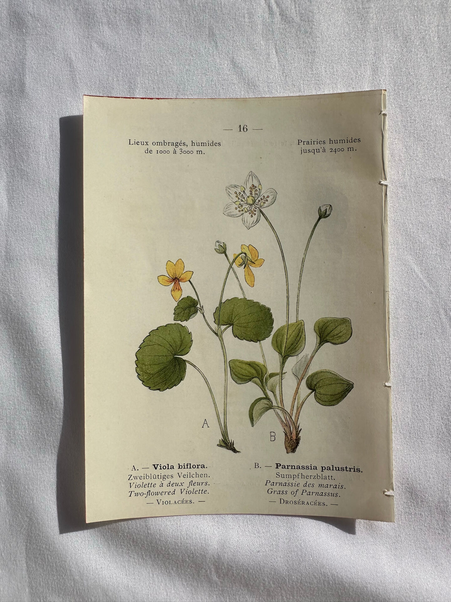 Naturalist Plate – 19th Century Botanical Engraving, Double-Sided