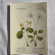 Naturalist Plate – 19th Century Botanical Engraving, Double-Sided