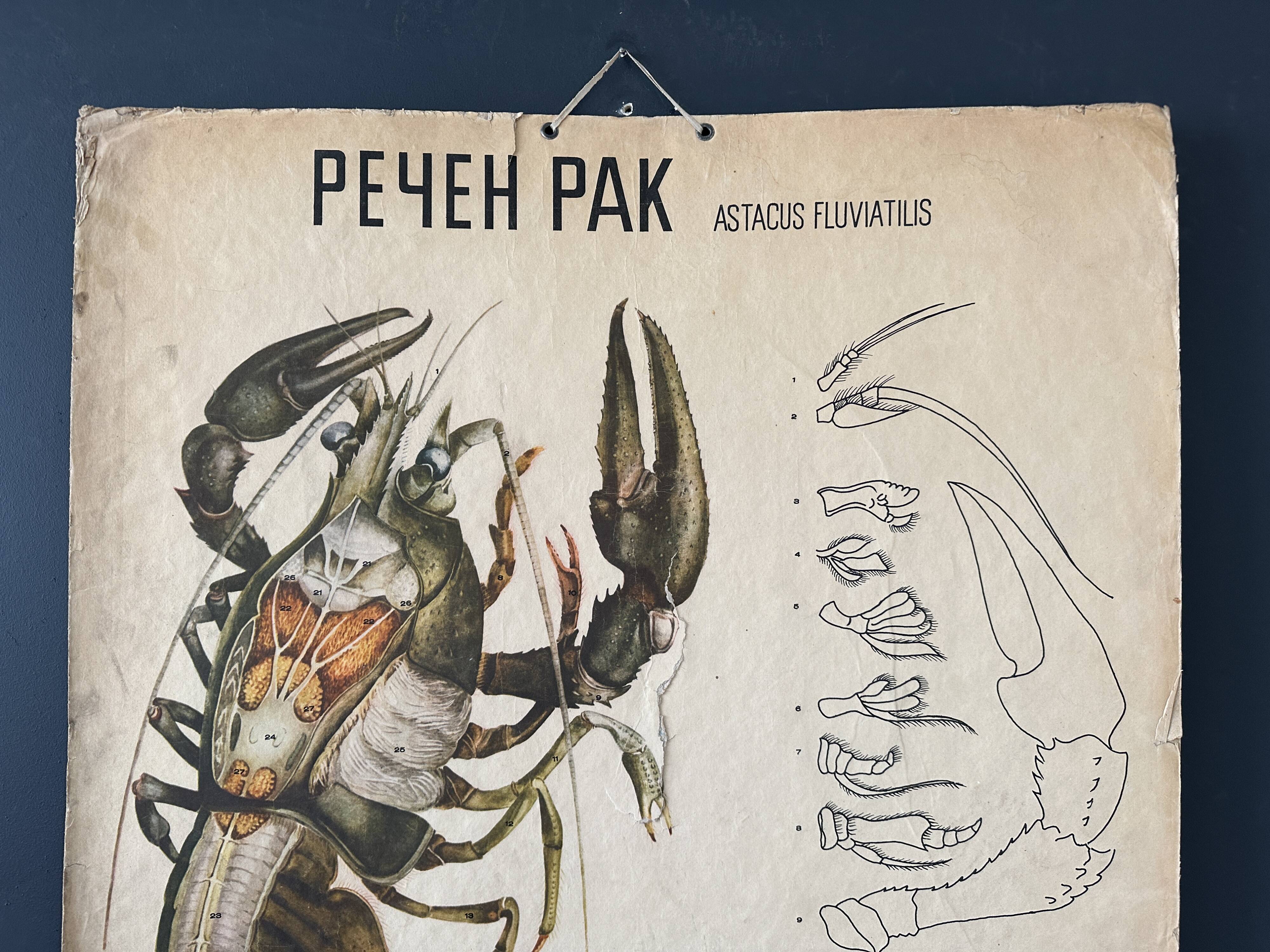 Crayfish vintage anatomy poster wall board from 1960's
