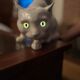 Chat porcelain Wiener Kunstkeramische Werkstätte 1900s