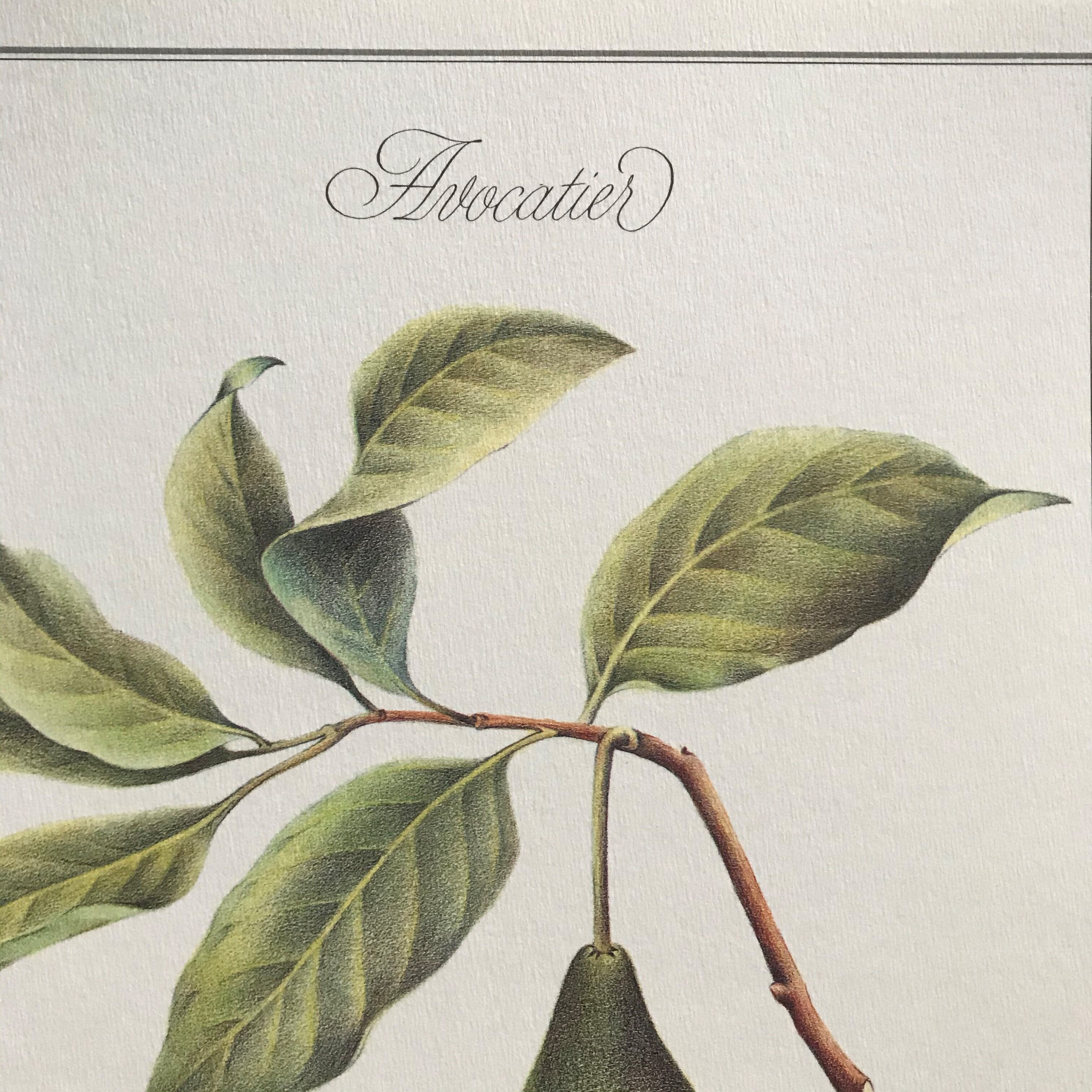 Botanical plank the avocado maker