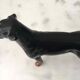 John Beswick porcelain dog