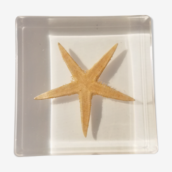 Starfish resin block