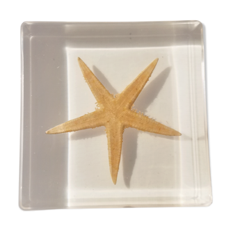 Starfish resin block