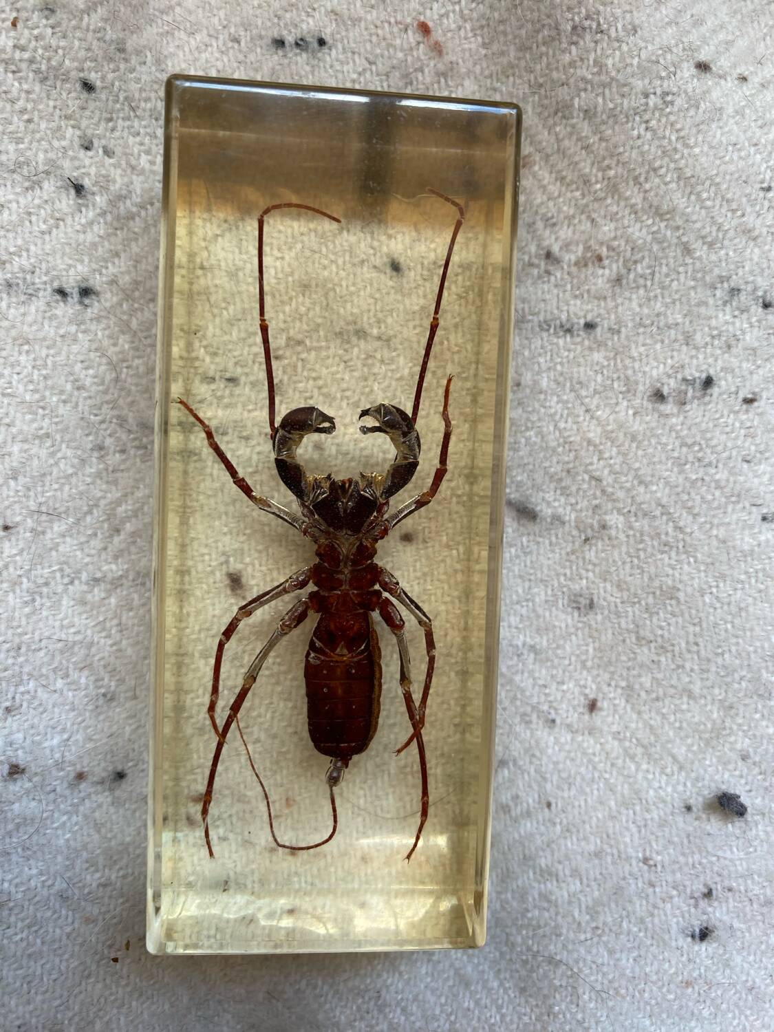Resin inclusion insect - the staghorn uropyge.