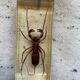 Resin inclusion insect - the staghorn uropyge.