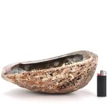 Empty abalone shell pocket, 70s