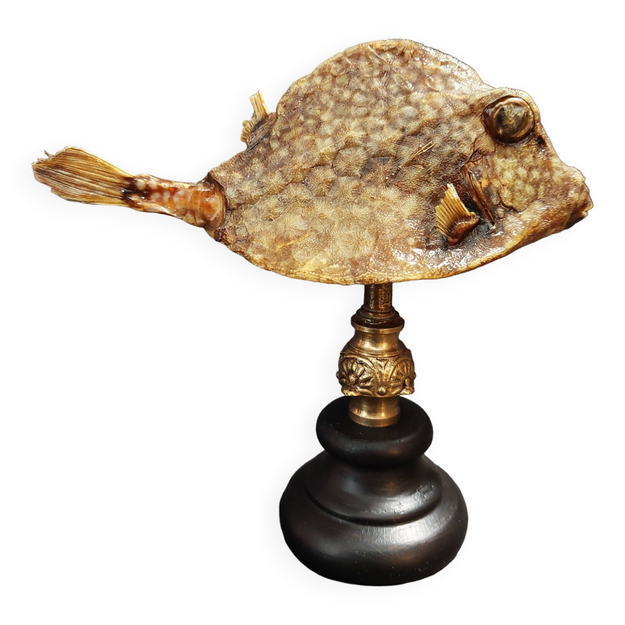 de Curiosités poisson naturalisé tetrosomus concatenatus sur