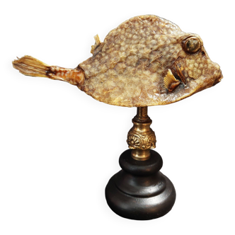 Cabinet of Curiosities naturalized fish tetrosomus concatenatus on base