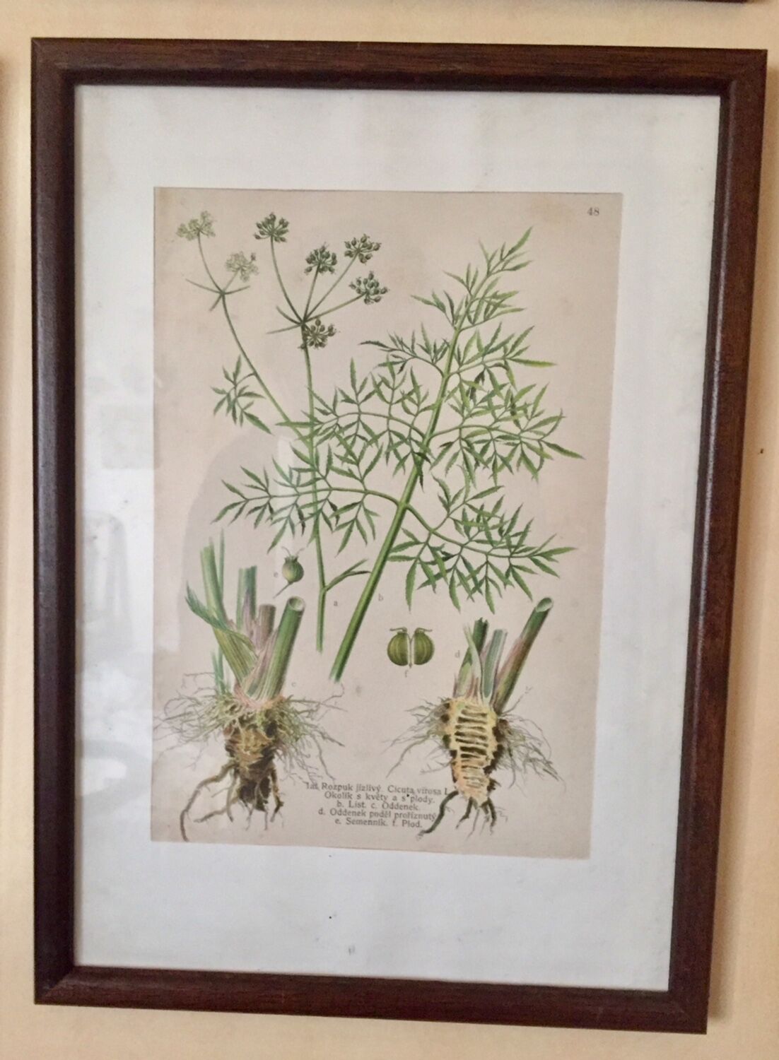 Set of 5 posters framed botanicals