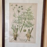 Set of 5 posters framed botanicals