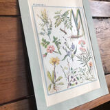 Botanical board n1 on flowers