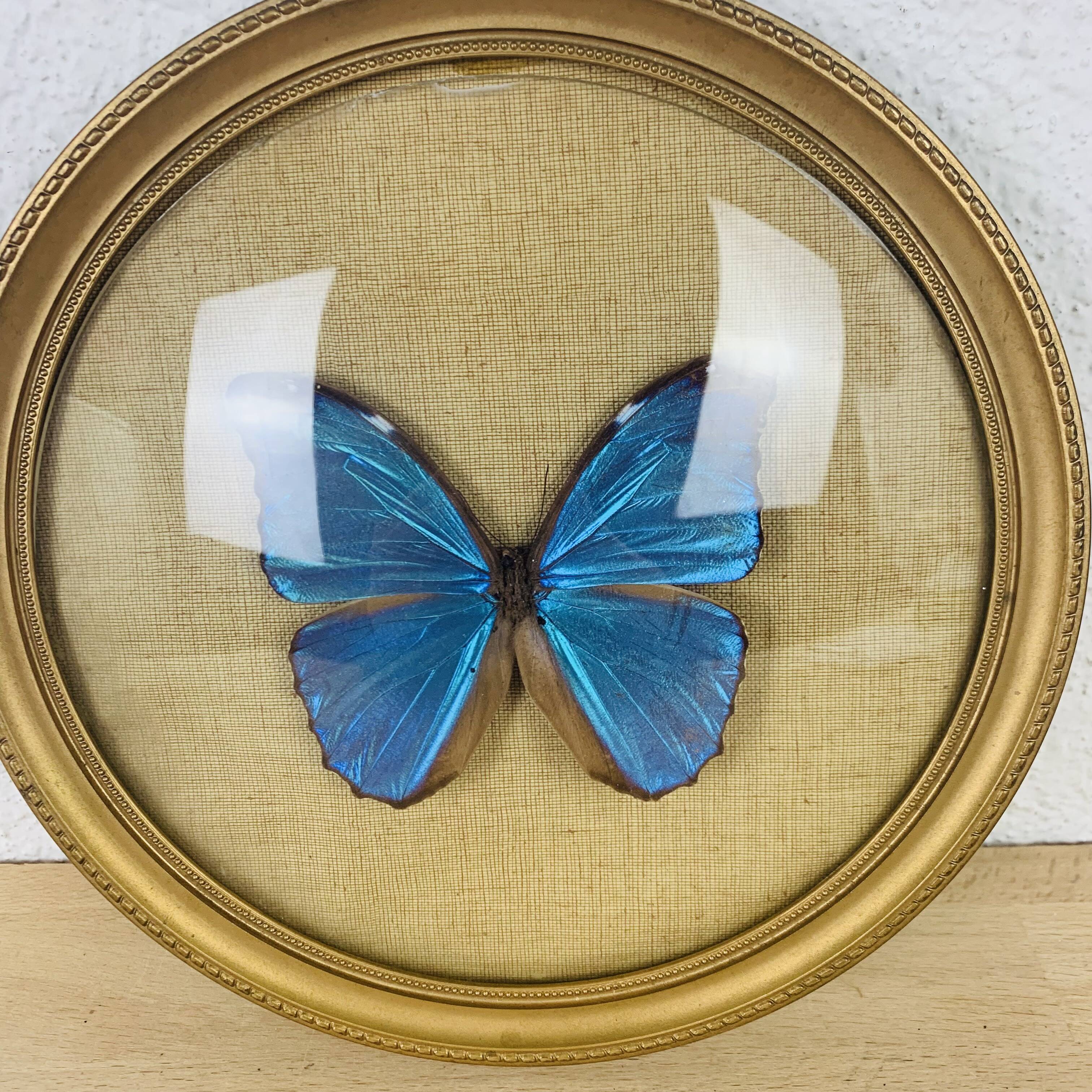 Morpho curved glass butterfly frame