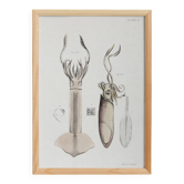 Poster about squid, based on an old lithograph