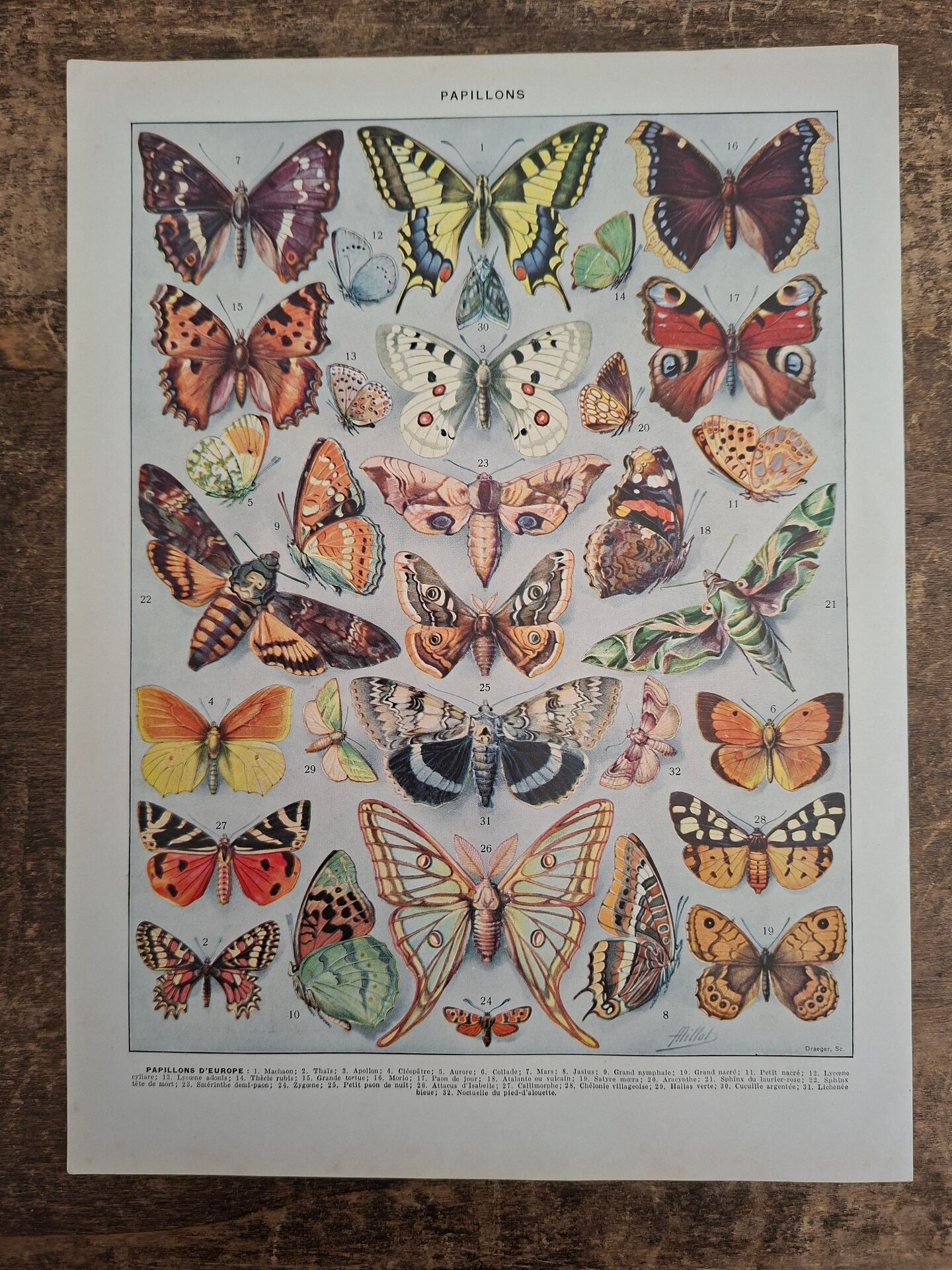 Original plate | Butterflies of Europe 🦋
