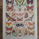Original plate | Butterflies of Europe 🦋