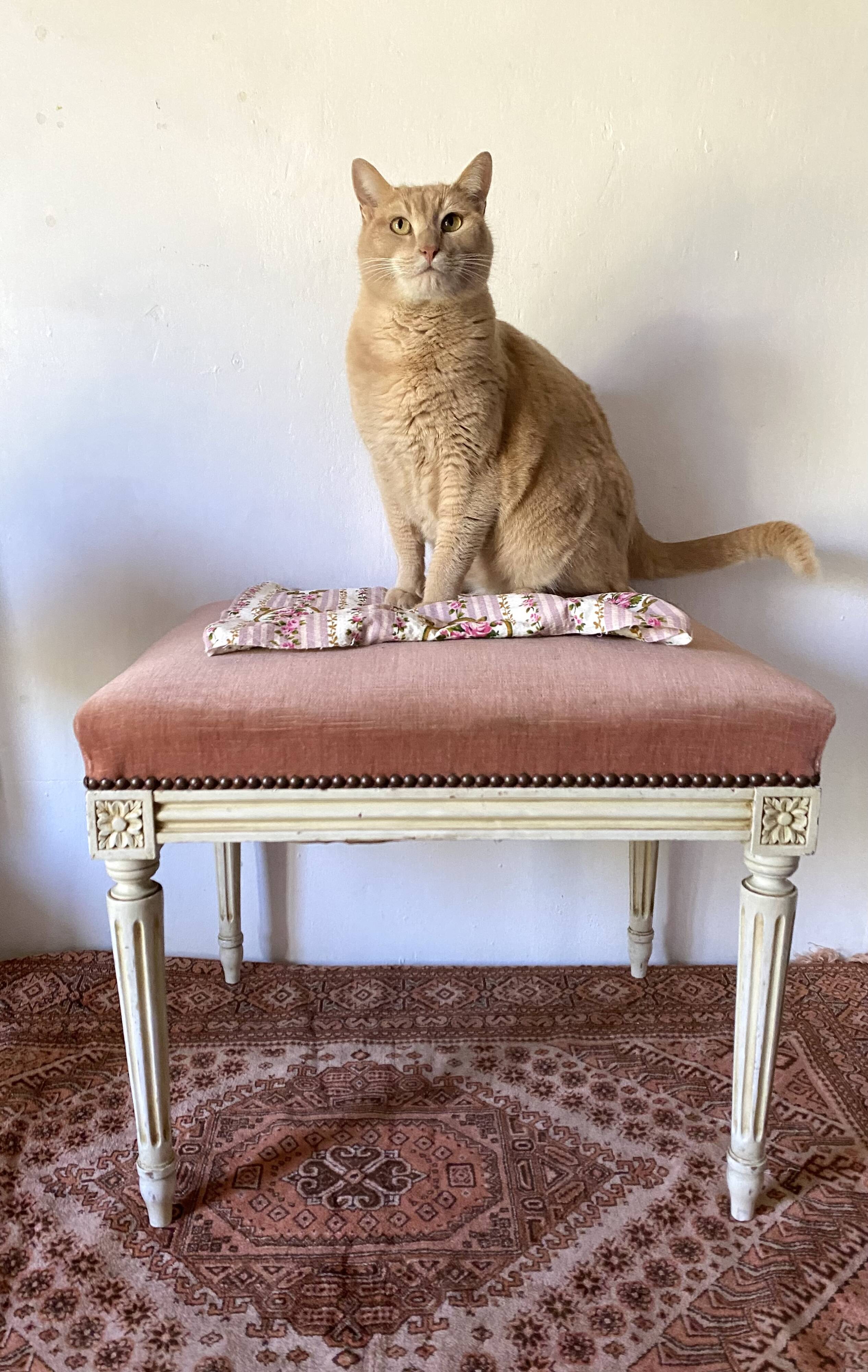 Louis XVI style stool, pink velvet