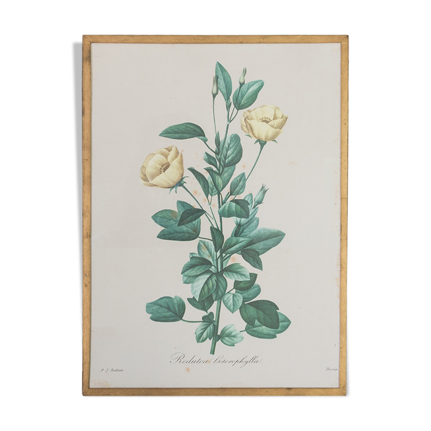 Planche de botanique "Redutea Heterophylla"