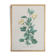 Planche de botanique "Redutea Heterophylla"