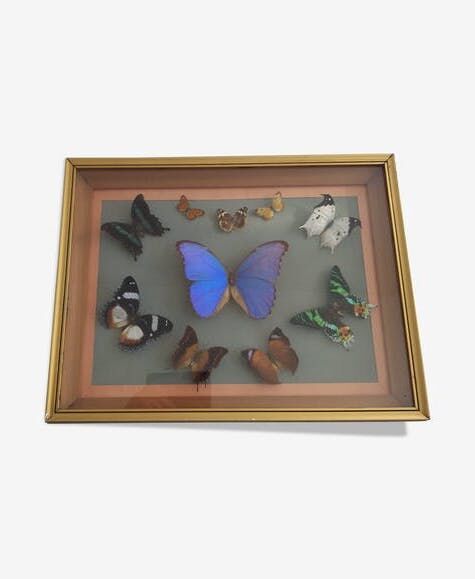 Frame 10 naturalised butterflies