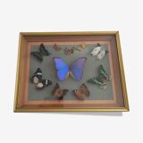 Frame 10 naturalised butterflies