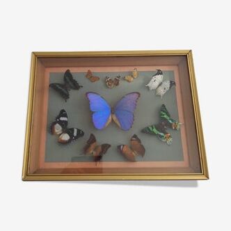 Frame 10 naturalised butterflies