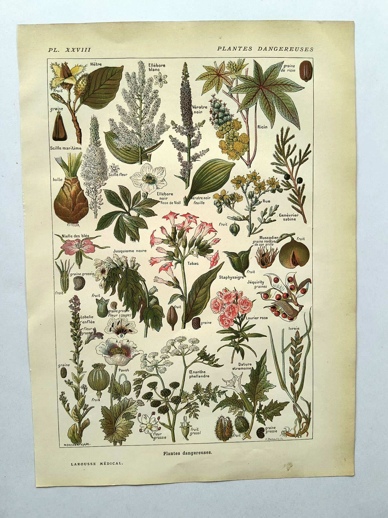 Gravure vintage de 1925 • Plantes dangereuses (2)• Planche ancienne nature