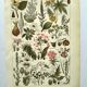 Gravure vintage de 1925 • Plantes dangereuses (2)• Planche ancienne nature