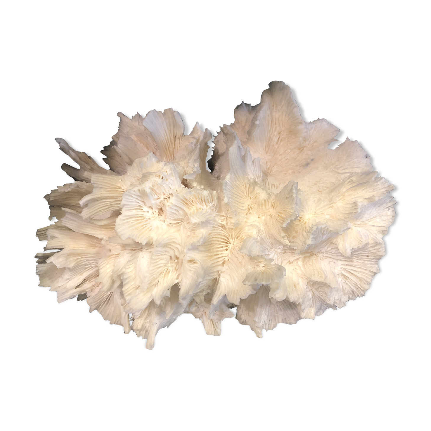 Ancient coral