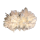 Ancient coral