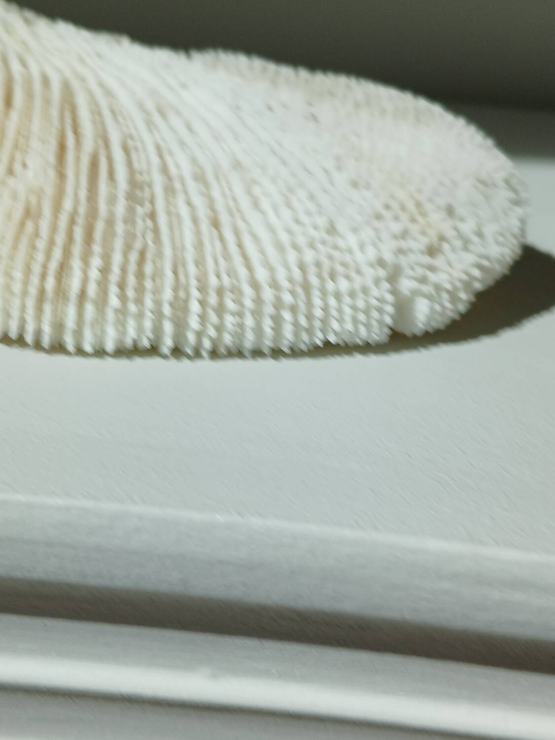 White Coral Fungia 24 cm