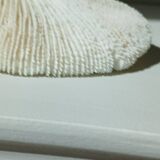 White Coral Fungia 24 cm