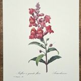 Planche botanique "Muflier à flaurs fleurs"