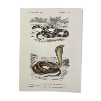 Reptiles plate original illustration of the universal dictionary of natural history