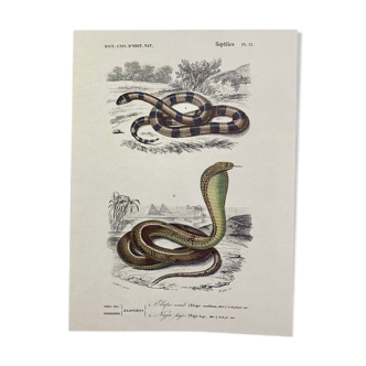 Planche reptiles illustration originale du dictionnaire universel d’histoire naturelle