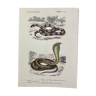 Planche reptiles illustration originale du dictionnaire universel d’histoire naturelle