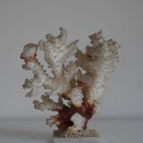 Corail sur socle