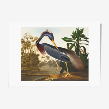 Lithographie John James Audubon