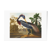 Lithograph John James Audubon