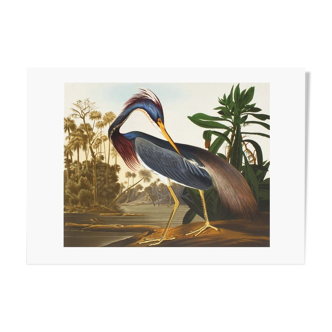 Lithographie John James Audubon