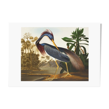 Lithographie John James Audubon